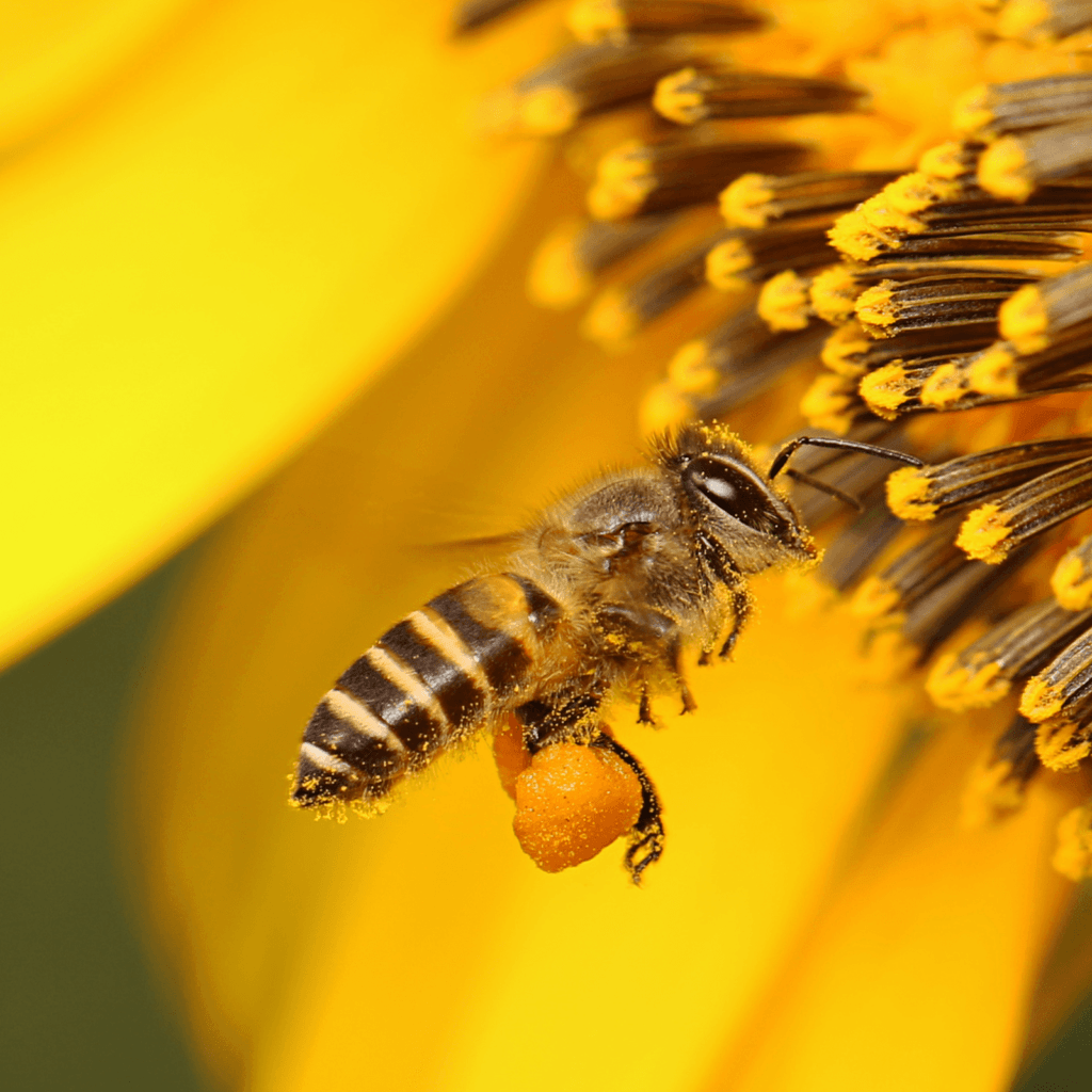 Para qué sirve el polen, salud